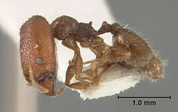 Plancia ëd Pheidole clementensis Gregg 1969