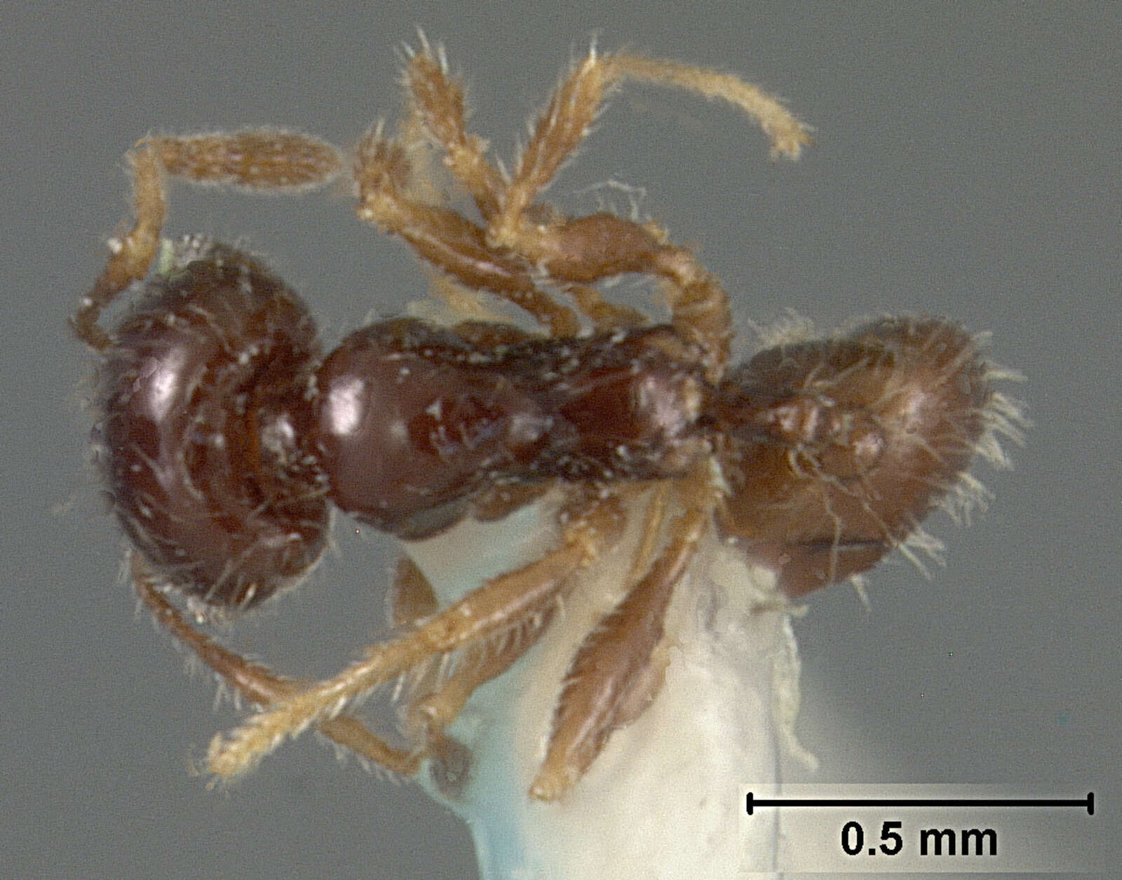 Plancia ëd Pheidole clementensis Gregg 1969