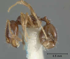 Plancia ëd Pheidole clementensis Gregg 1969