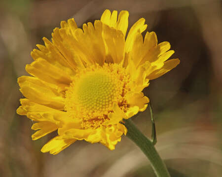 Image of southeastern sneezeweed