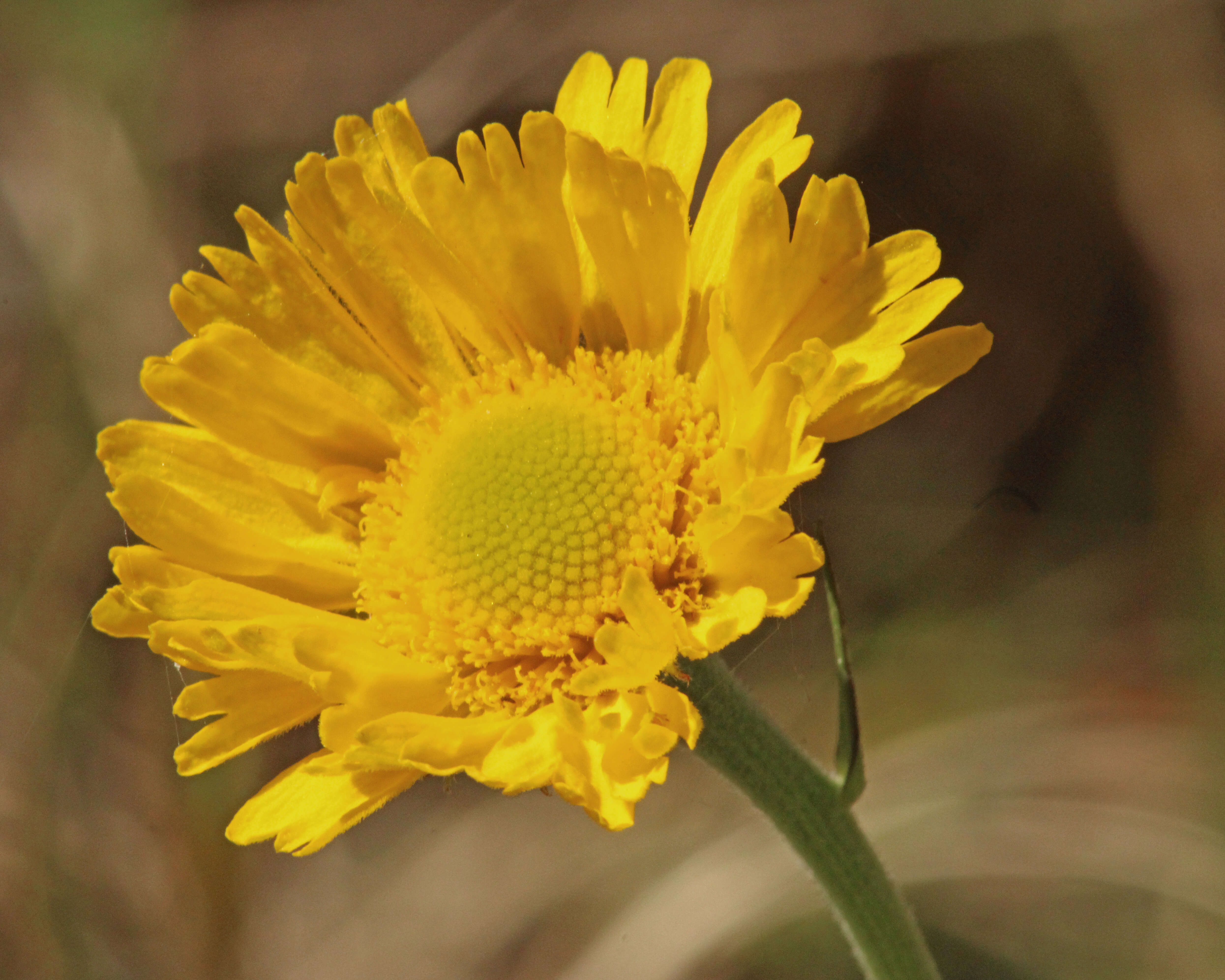 Image of southeastern sneezeweed