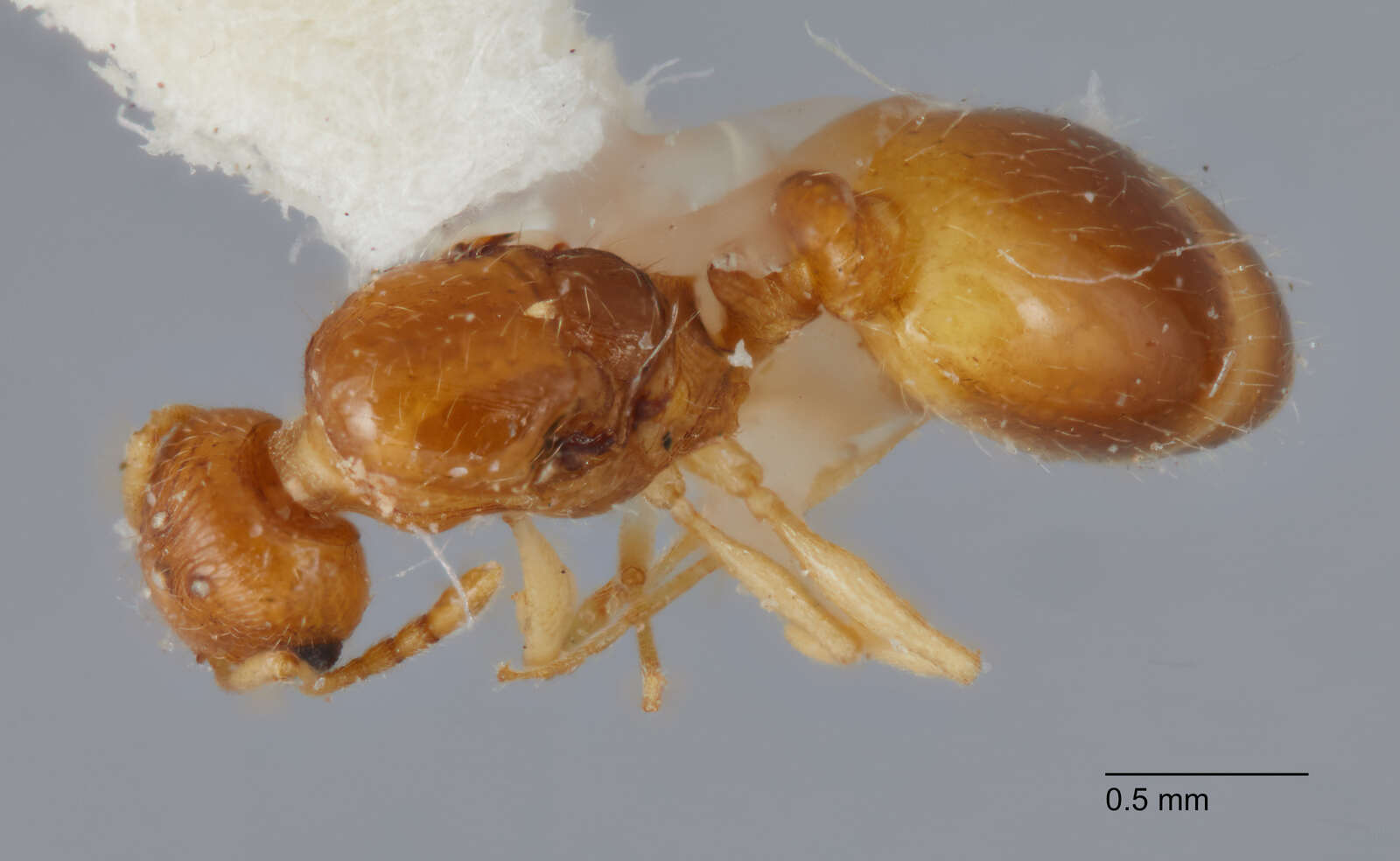 Sivun <i>Temnothorax carinatus</i> kuva