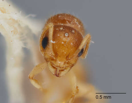 Image of <i>Temnothorax carinatus</i>