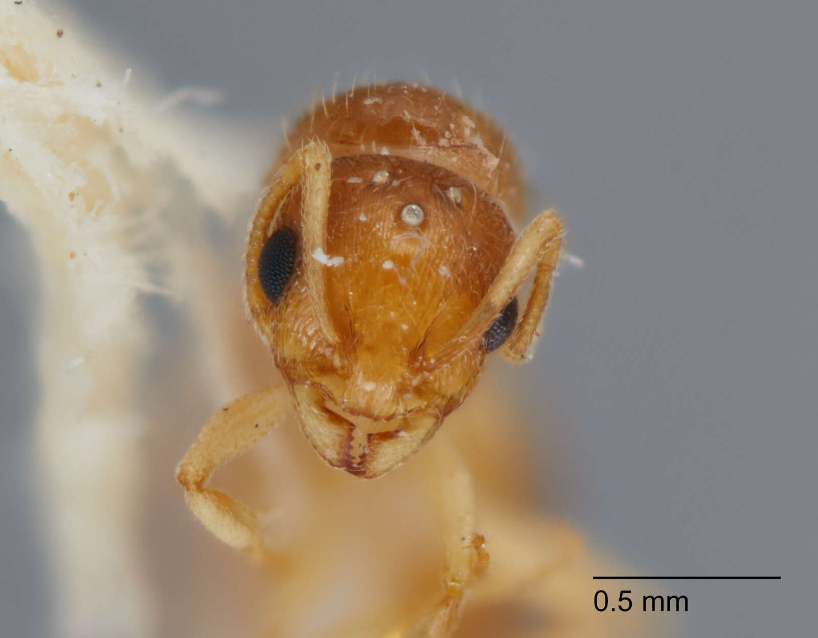 Sivun <i>Temnothorax carinatus</i> kuva