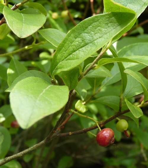 Image de Gaylussacia baccata (Wang.) K. Koch