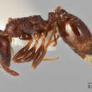 Image of Temnothorax adustus