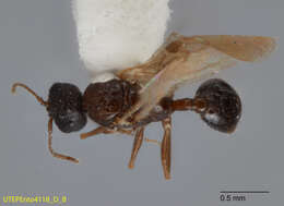 Image of Temnothorax mexicanus