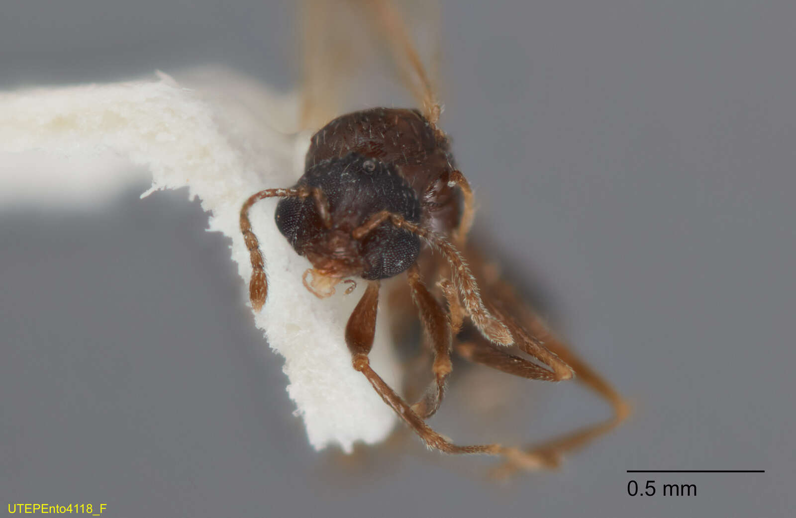 Image of Temnothorax mexicanus