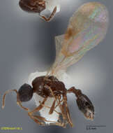 Image of Temnothorax mexicanus