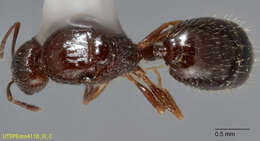 Image of Temnothorax mexicanus