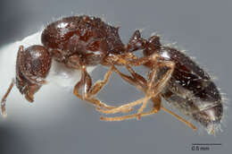 Image of Temnothorax mexicanus