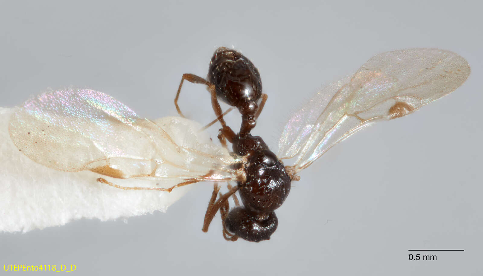 Image of Temnothorax mexicanus