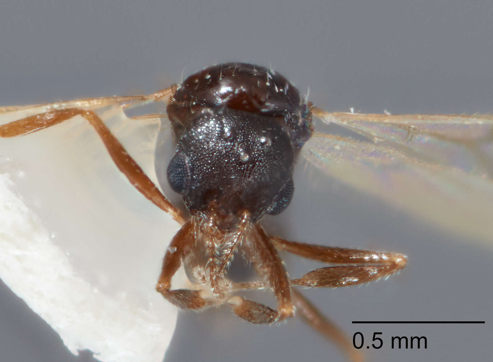 Image of Temnothorax mexicanus