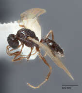 Image of Temnothorax mexicanus