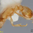 Image of Temnothorax punctatissimus