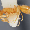 Image of Temnothorax andersoni