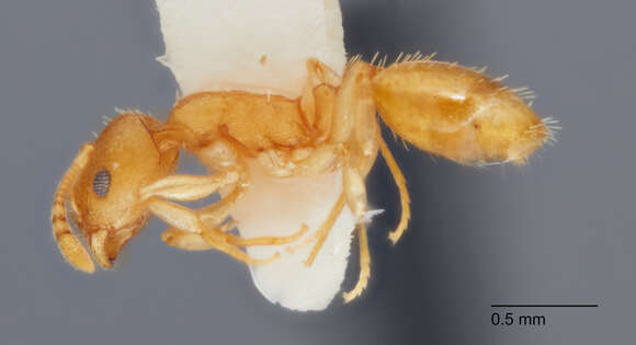 Image of Temnothorax andersoni