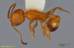 Image of Temnothorax punctaticeps