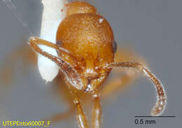 Image of Temnothorax punctaticeps