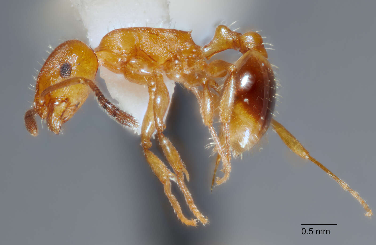 Image of Temnothorax punctaticeps