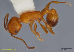 Image of Temnothorax punctaticeps