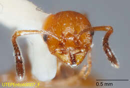 Image of Temnothorax punctaticeps