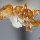 Image of Temnothorax punctaticeps