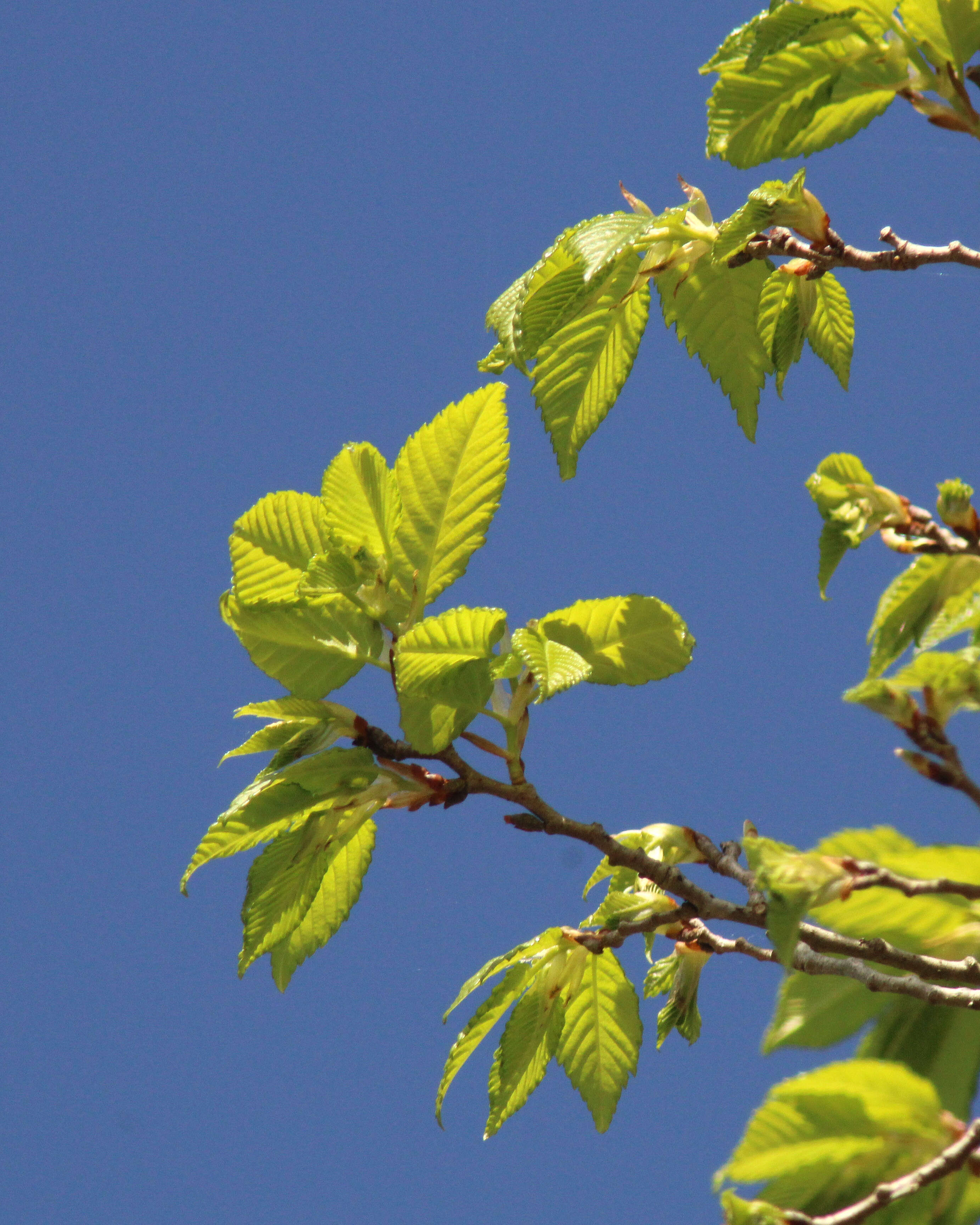 Image of American elm