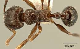 Image of Tetramorium zonacaciae (Weber 1943)