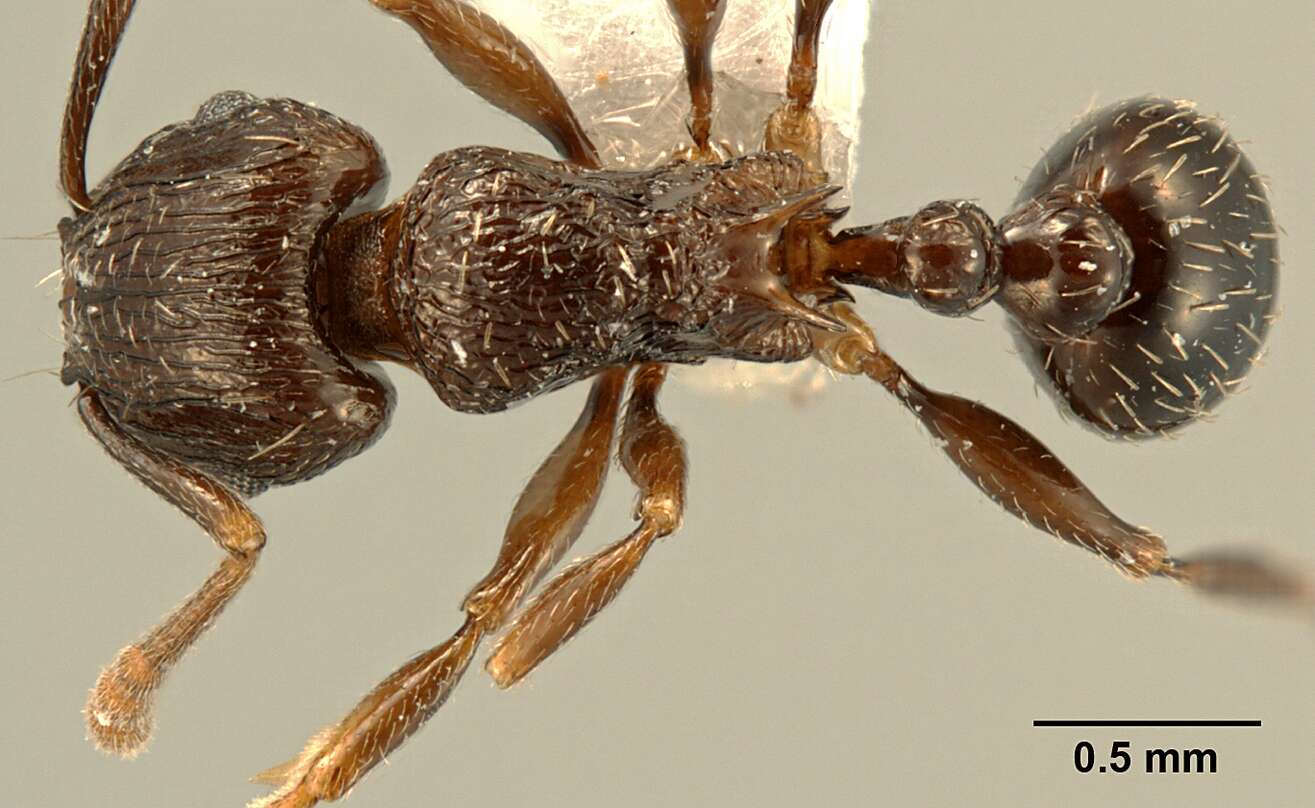 Image of Tetramorium zonacaciae (Weber 1943)