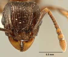 Image of Tetramorium zonacaciae (Weber 1943)