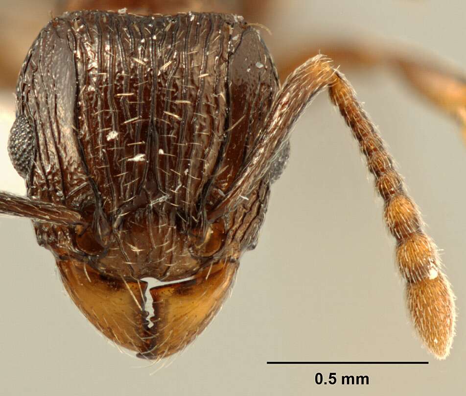 Image of Tetramorium zonacaciae (Weber 1943)