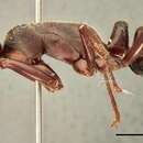 Image of Paltothyreus tarsatus