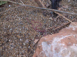 Image of long-beaked Blind Snake