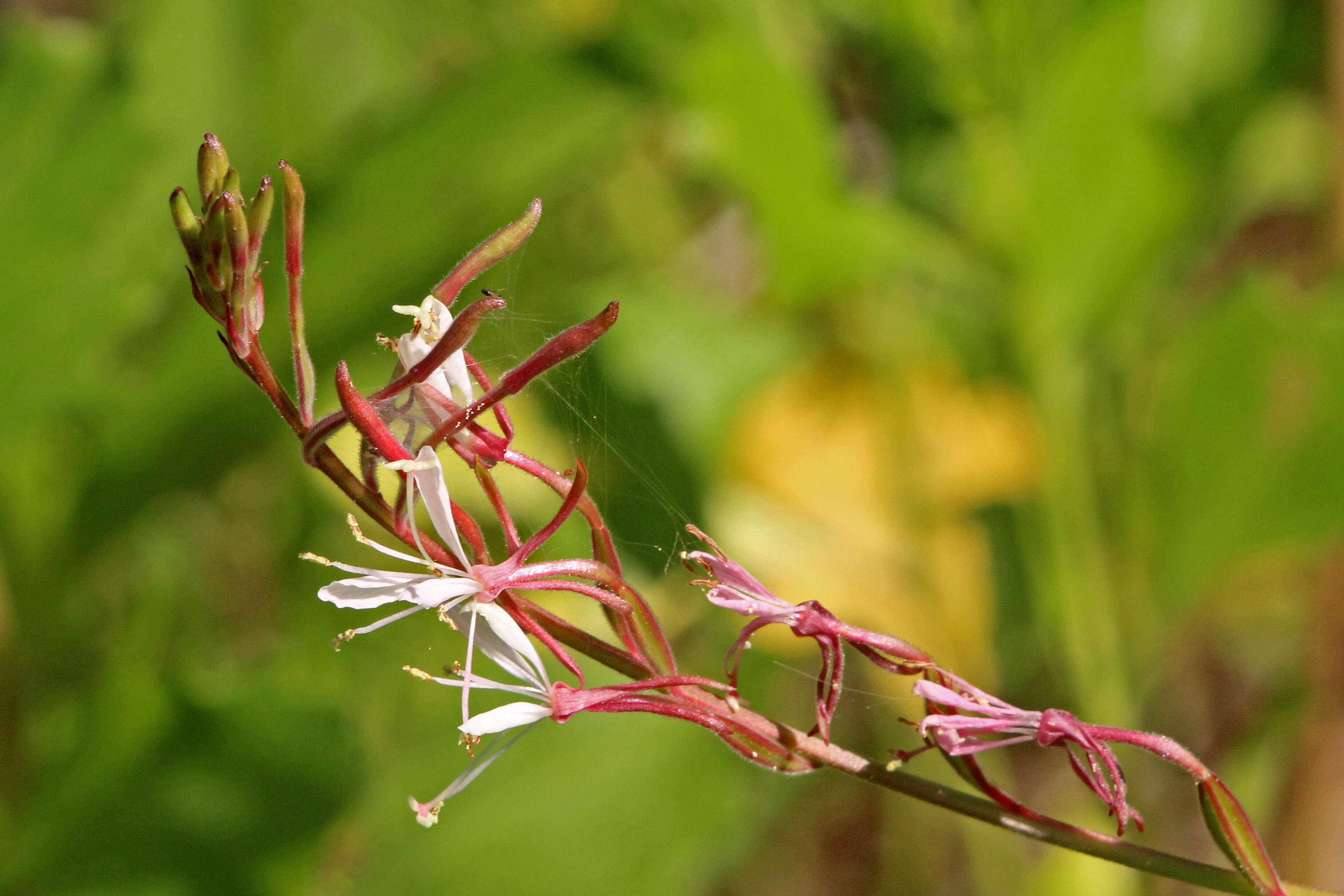 Imagem de Oenothera simulans (Small) W. L. Wagner & Hoch