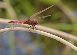 Image of Needham's Skimmer