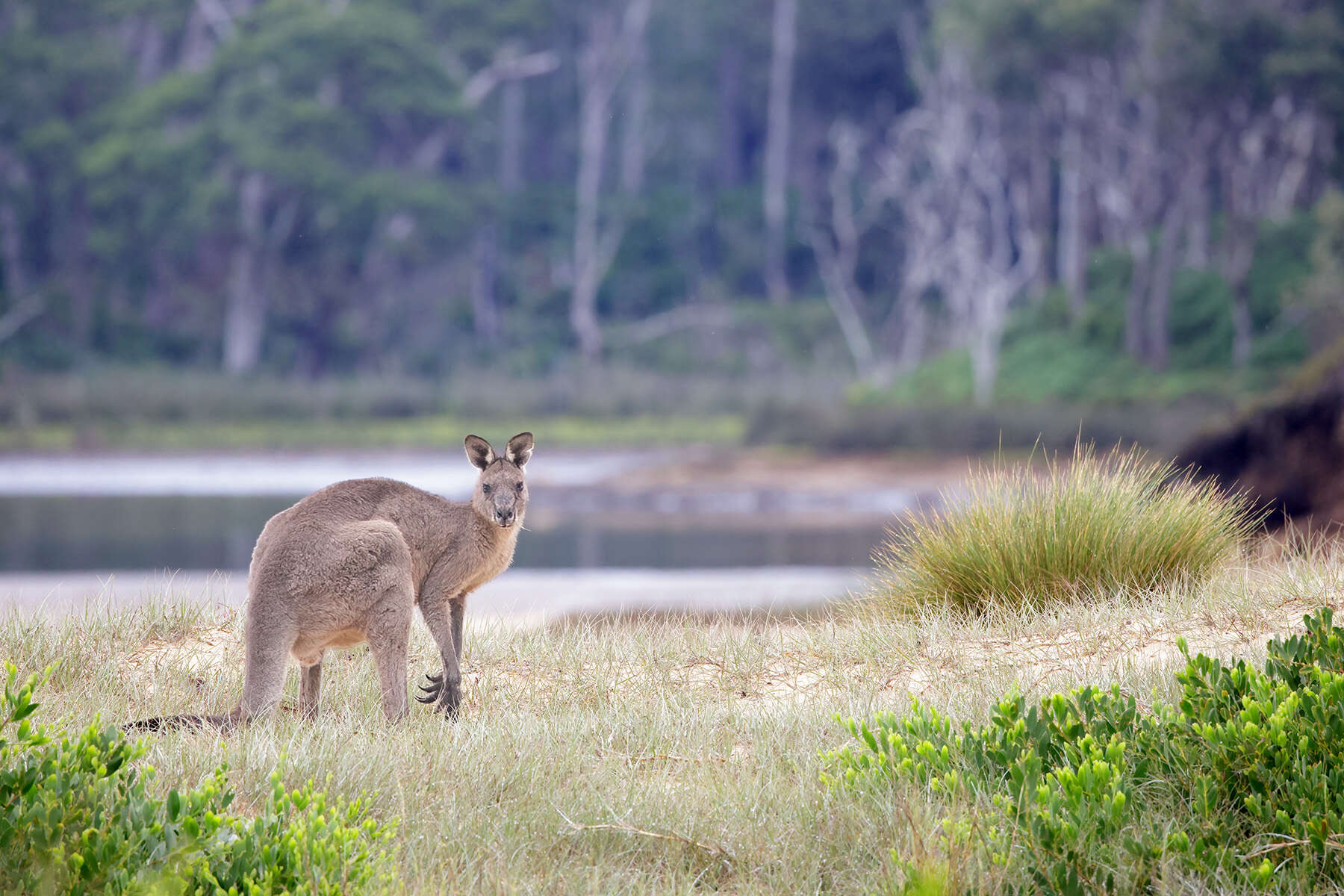 Image of Eastern Gray Kangaroo