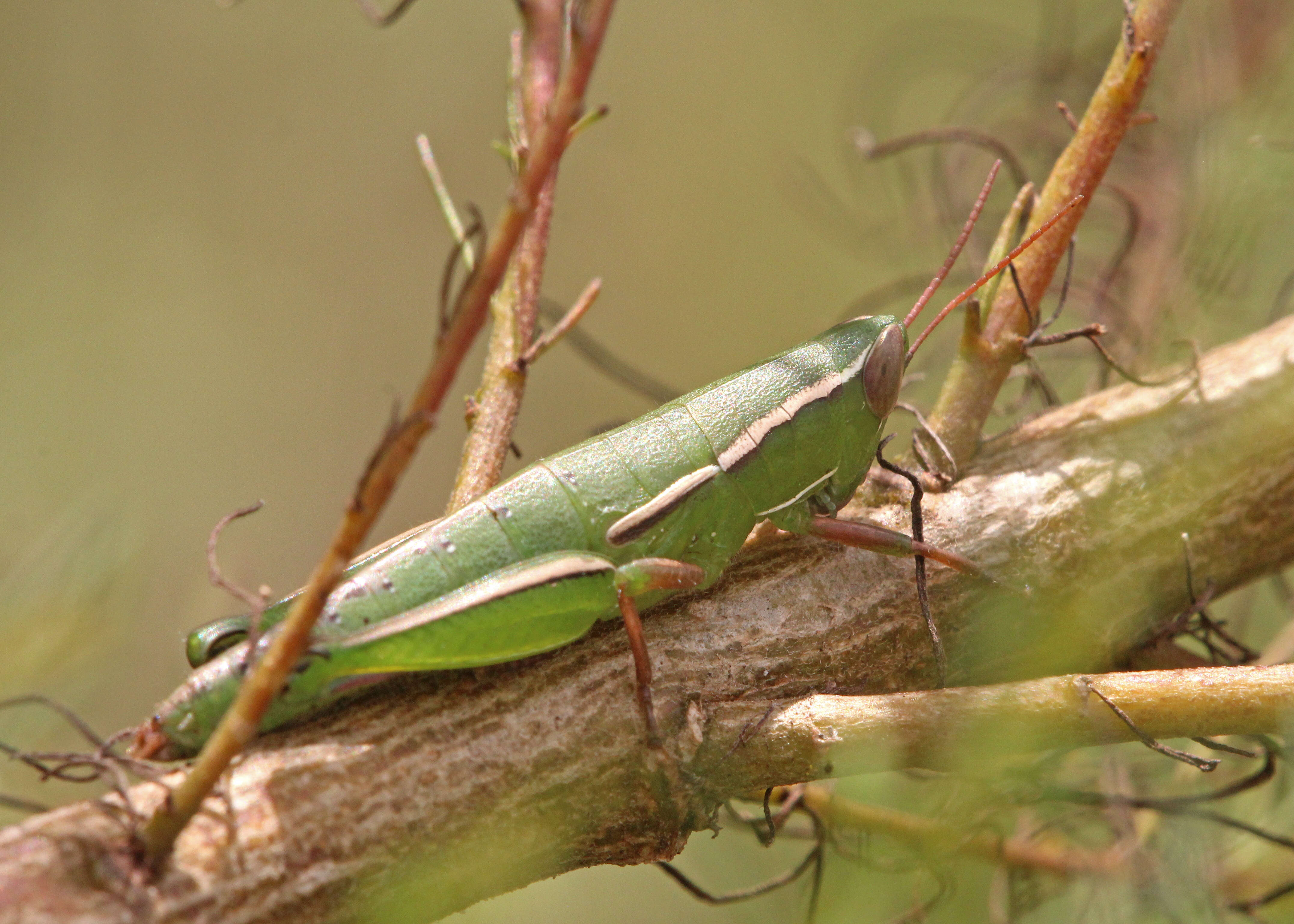 Слика од Aptenopedes sphenarioides Scudder & S. H. 1878