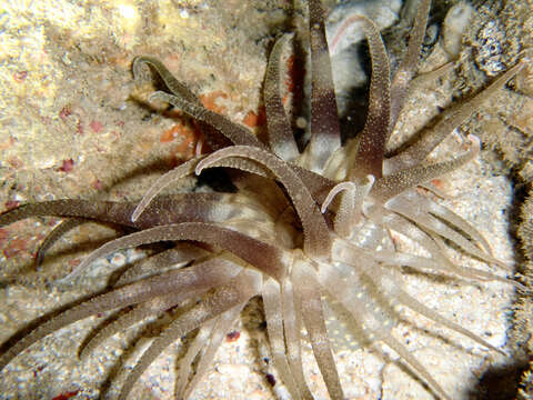 Image of Macrodactyla aspera (Haddon & Shackleton 1893)