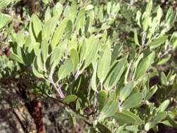 Image of pointleaf manzanita