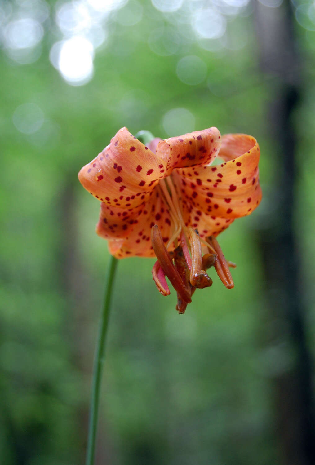 Image of Michigan lily