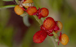 Plancia ëd Chenopodium nutans (R. Br.) S. Fuentes & Borsch