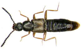 Image of Atheta (Philhygra) hygrotopora (Kraatz 1856)