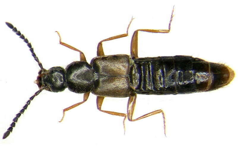 Image of Atheta (Philhygra) hygrotopora (Kraatz 1856)