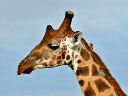 Image of Nubian Giraffe