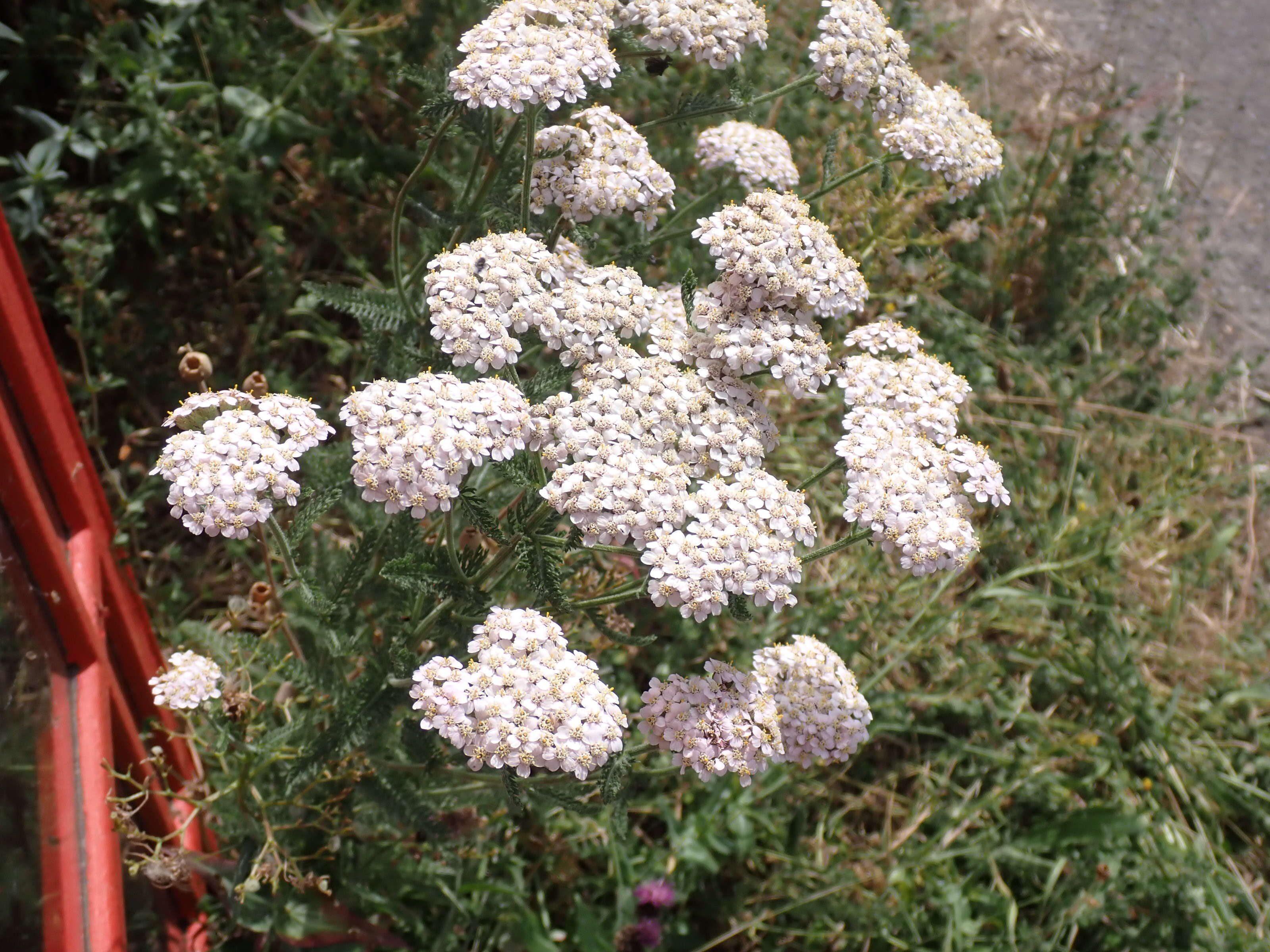 Image of yarrow, milfoil