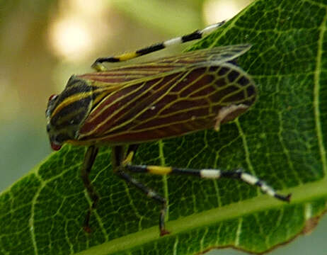 Image of Aetalion reticulatum (Linnaeus 1758)