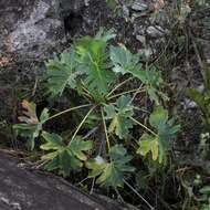 Philodendron saxicola K. Krause resmi