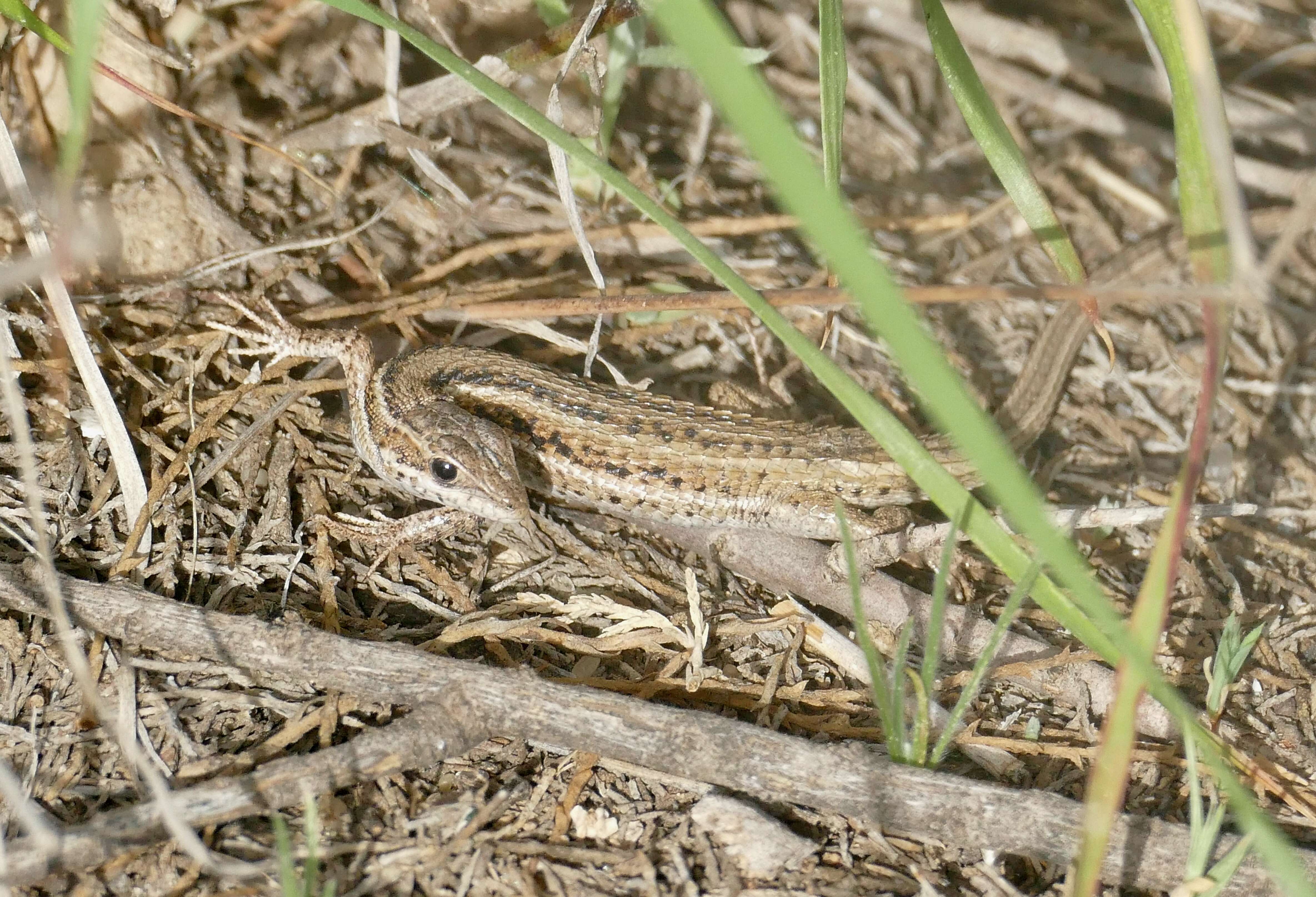 Sivun Ophisops occidentalis (Boulenger 1887) kuva