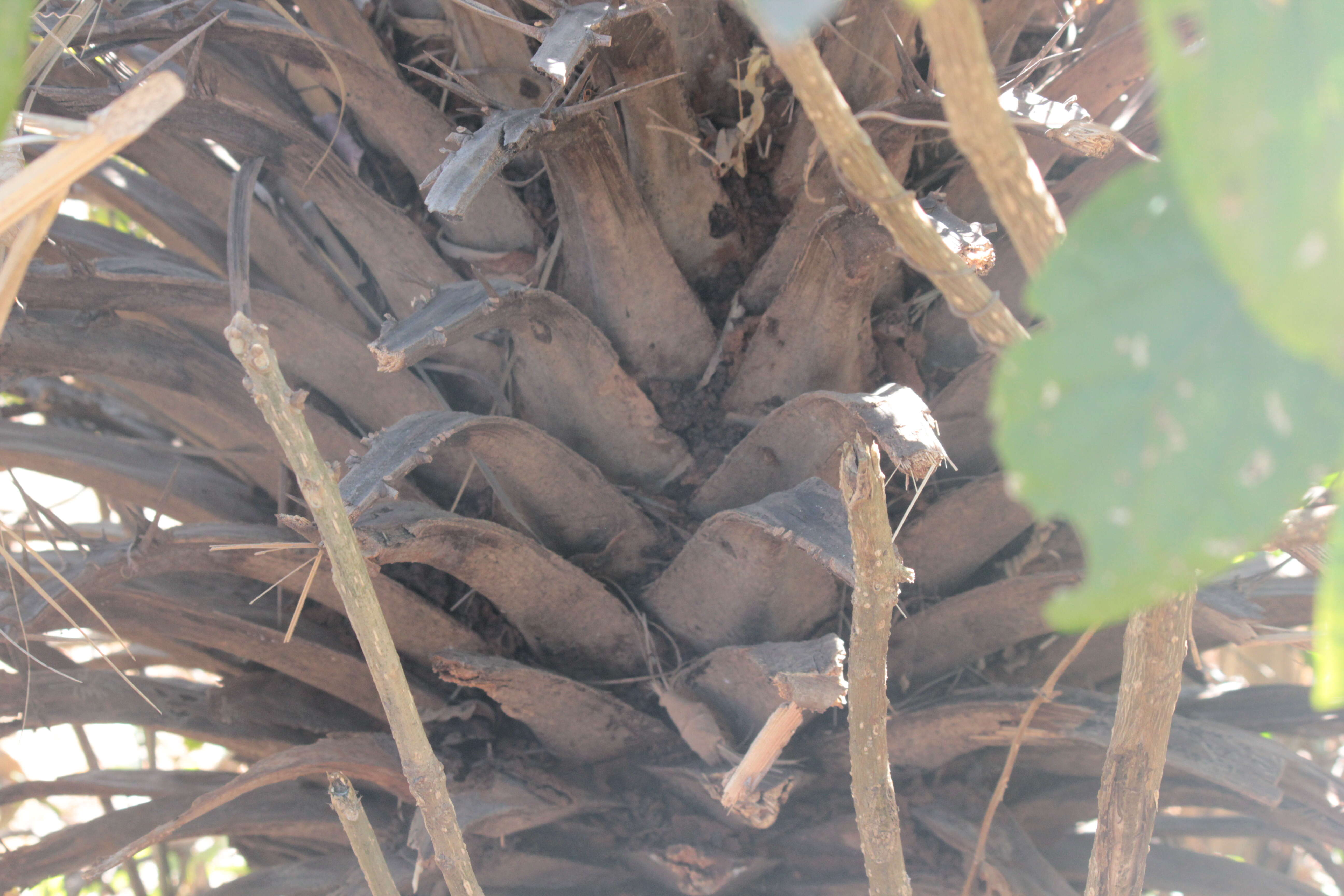 Image de Phoenix loureiroi var. pedunculata (Griff.) Govaerts